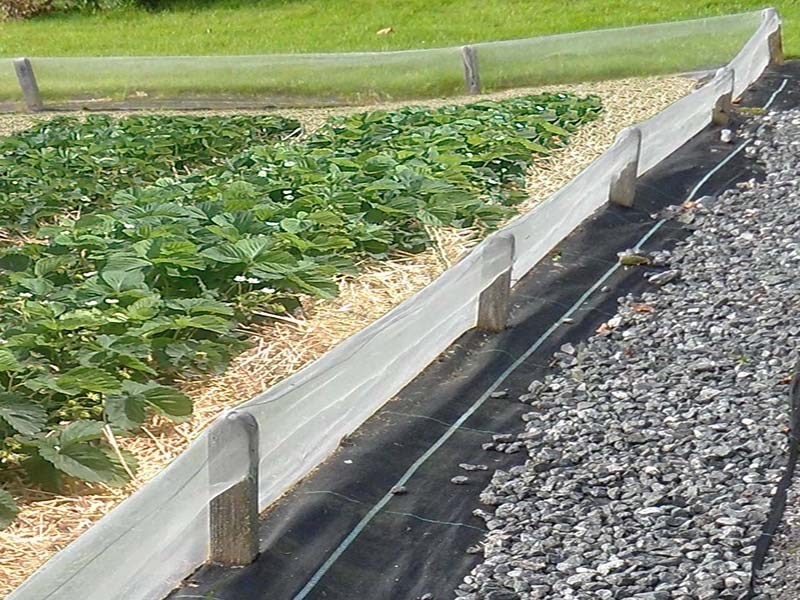 zabrany proti slimakom a slizniakom colcea